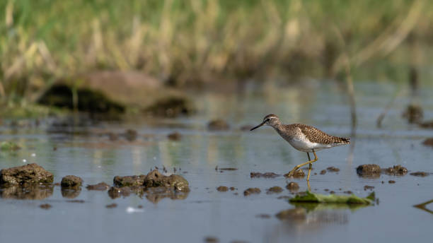 istock The wood sandpiper (Tringa glareola) 1482746896