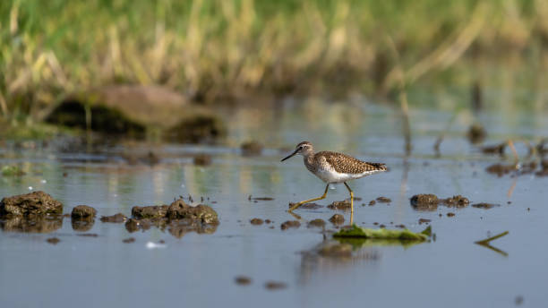 istock The wood sandpiper (Tringa glareola) 1482746918