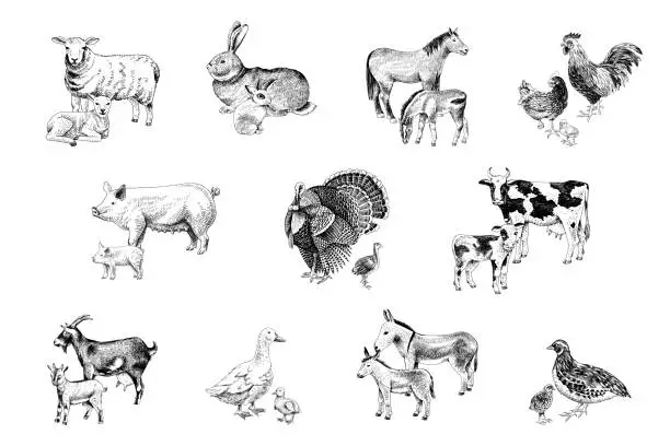 Vector illustration of Large set of farm animals with their babies