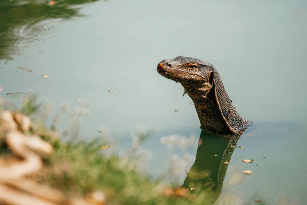 Monitor Lizard in Lumphini Park, Bangkok, Thailand. Monitor Lizard Hunting. Monitor Lizard Portrait.