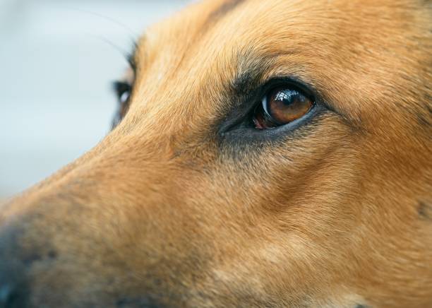 istock Close up of dog lying down 1482748257