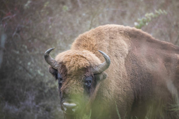 european bison in natural environment