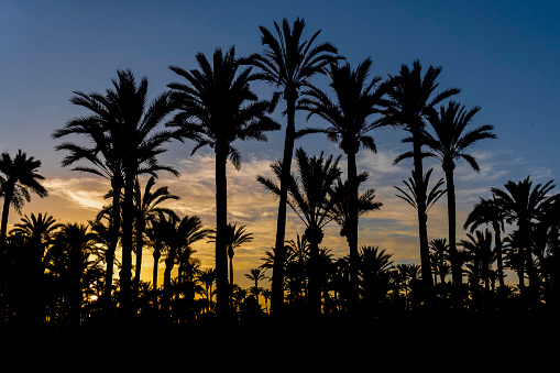 Beautiful sunset in the palm grove of Elche, declared a World Heritage Site. Located in the Valencian Community, Alicante province, Elche, Spain