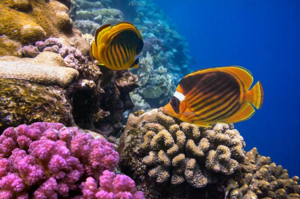 istock Hard coral, Red Sea 1482750446