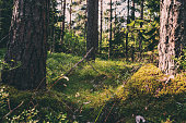 dark mysterious forest with moss and pine trees. Exploing the woods.
