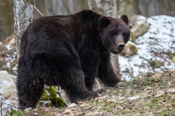 istock Wild adult Brown Bear (Ursus Arctos) in the spring forest 1482753257