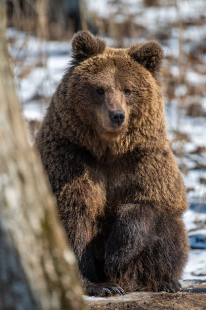 istock Wild adult Brown Bear (Ursus Arctos) in the spring forest 1482753273