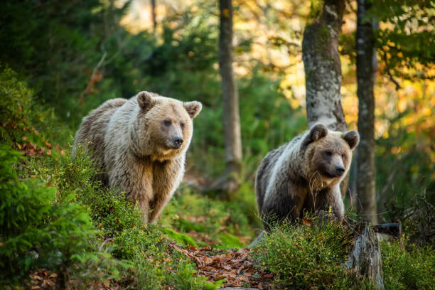 Wild Brown Bear in the summer forest. Animal in natural habitat. Wildlife scene stock photo