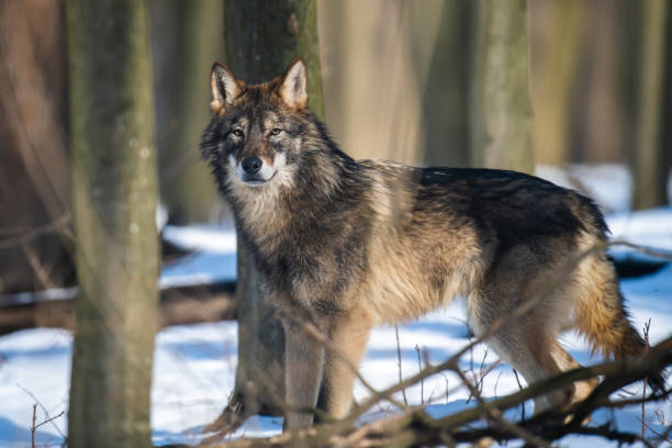 Wolf in the forest up close. Wild animal in the natural habitat stock photo