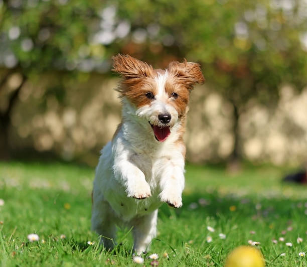 istock A dog running in a garden 1482753336