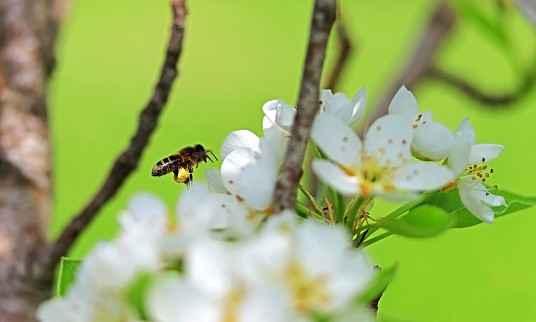 A honey bee flying over pear tree flowers. Selective focus
