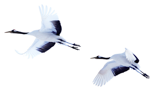 Two red-crowned cranes spread their wings and soar in the sky. Photos of isolated birds in Hokkaido, Japan