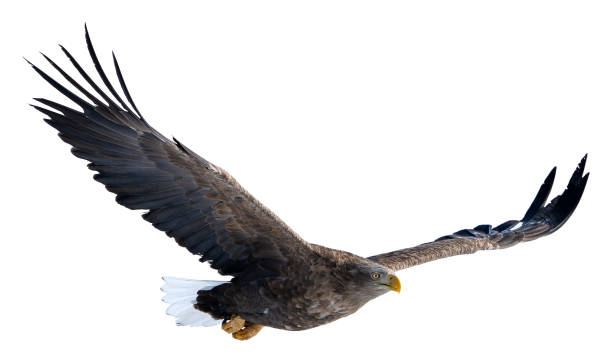 istock A white-tailed eagle raises its wings and soars high in the sky. 1482753606