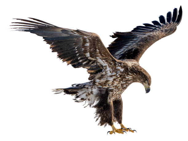 istock A white-tailed eagle spreads its wings and prepares to land on the snow. 1482753608