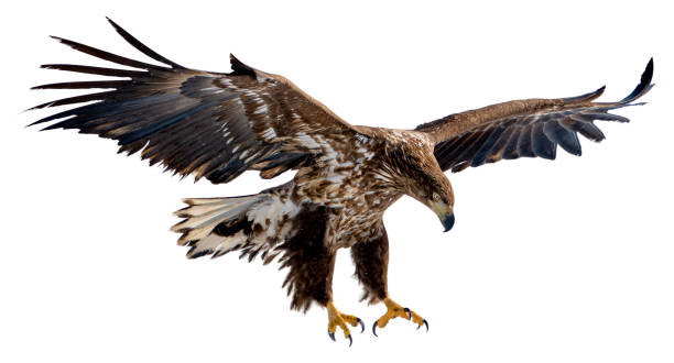 istock A white-tailed eagle spreads its wings and prepares to land on the snow. 1482753609
