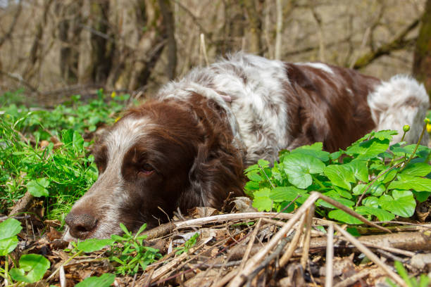 Brown spotted russian spaniel in the forest, soft focus background
