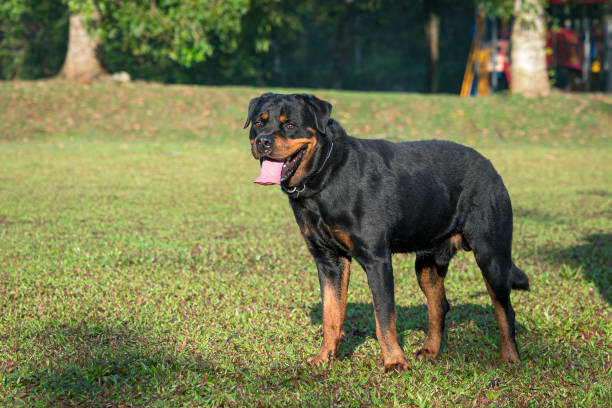 istock Rottweiler dog standing on field. 1482754453