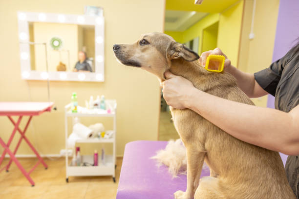 istock groomer combs mongrel dog in a beauty salon for animals 1482754867