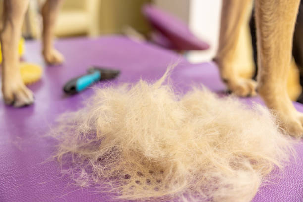 istock comb for combing wool from animals. pile of dog fur 1482754875