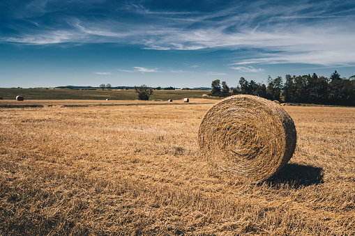 Harvesting hay from a farm. Bale of straw in the field. Outdoor. Food for animals. Close up of a large round roll of hay.\nThe straw rolls in straw stubble. Large roll of hay. Straw bale. Hay bale texture.