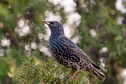 bird starling on a branch