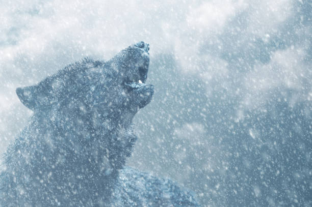 howling black canadian wolf in winter in heavy snowfall