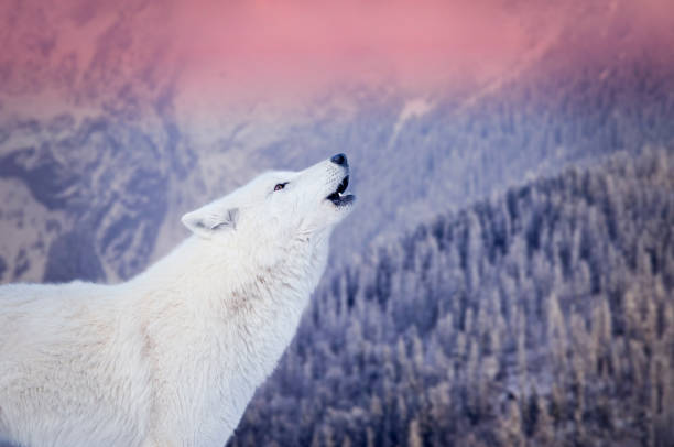 polar wolf howls against the backdrop of a snowy forest
