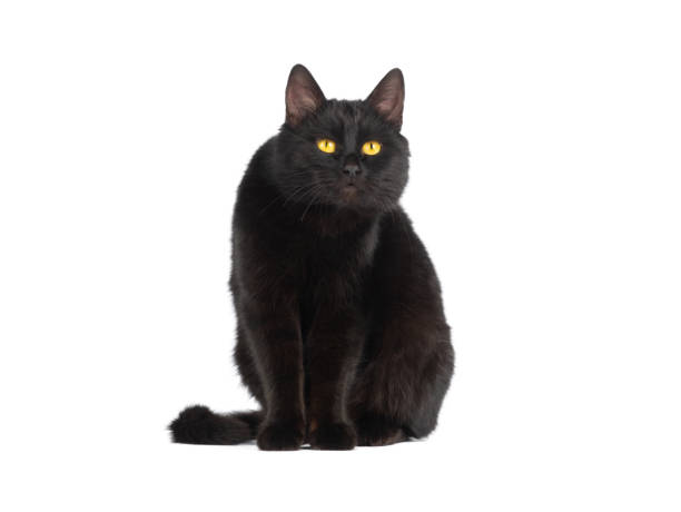 istock surprised black cat isolated on white background 1482757228