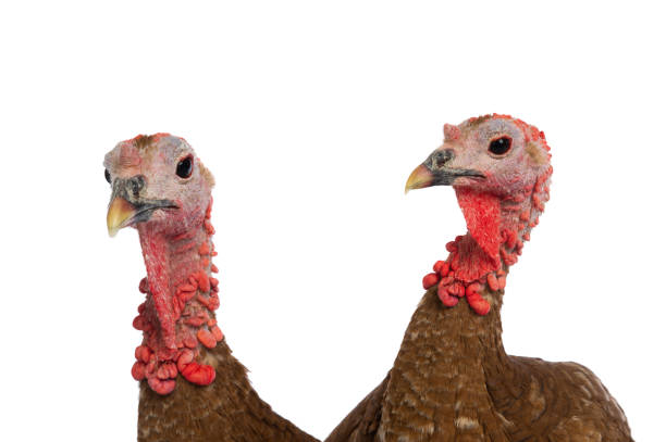 istock two brown female turkey isolated on white background 1482757255