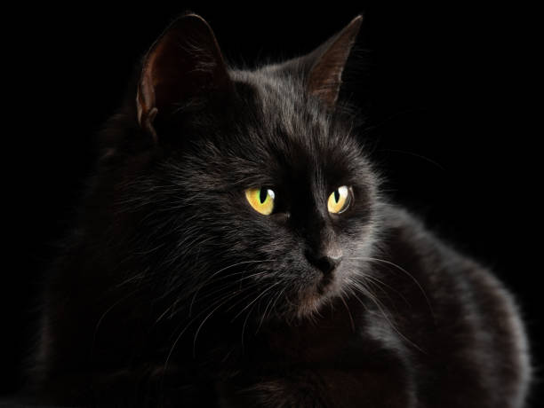 istock black cat with yellow eyes on a black background 1482757787