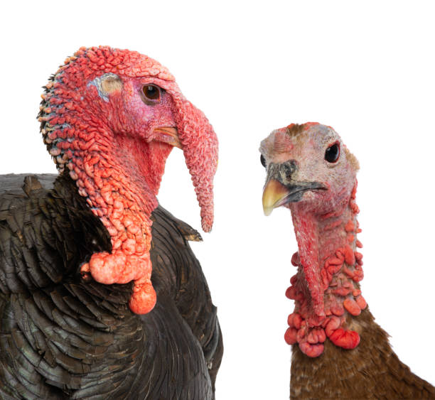 istock portrait turkey isolated on white background 1482757816