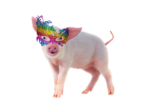 cheerful pig in masquerade glasses isolated on white background