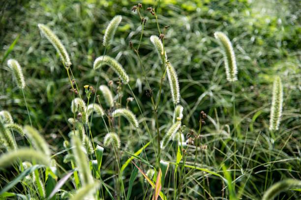 istock Green foxtails with beautiful green color 1482758064