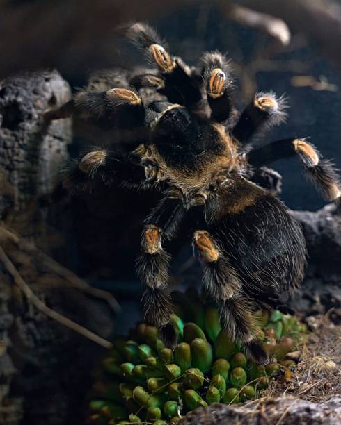 istock Closeup of tarantula spider 1482758232