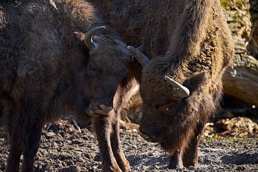 The two American bison standing next to each other