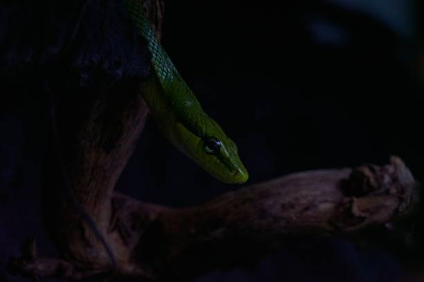 istock Closeup of a green snake 1482758237
