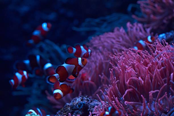istock Clownfish swimming near coral 1482758254