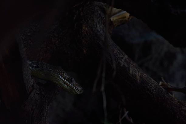istock Brown snake winding its way around the branch of a tree 1482758260