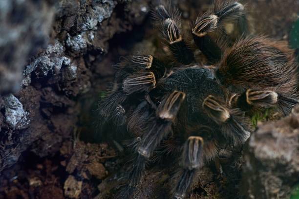 istock Closeup of tarantula spider 1482758274