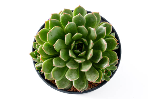 istock Cactus succulent plant on white background 1482758341