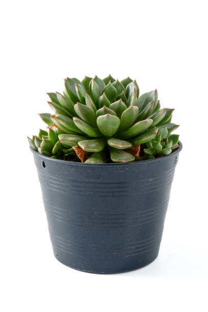 istock Cactus succulent plant on white background 1482758881