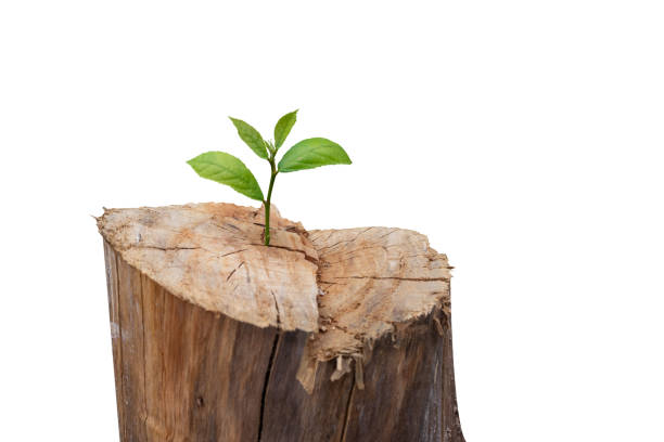 New life concept with sprouting sprout (tree). start symbol. clipping path.