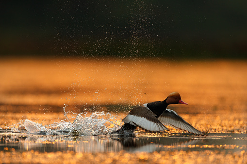 Beautiful  ducked bird in silhouette, adult male Red-crested pochard, low angle view, side shot, in the dawn spread wings and start flying from abundance wild swamp in nature of tropical moist montane forest, northern Thailand.