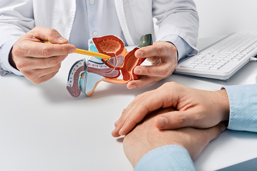 Prostate disease and treatment. Male reproductive system anatomical model in doctors hands close-up during consultation of male patient with suspected bacterial prostatitis