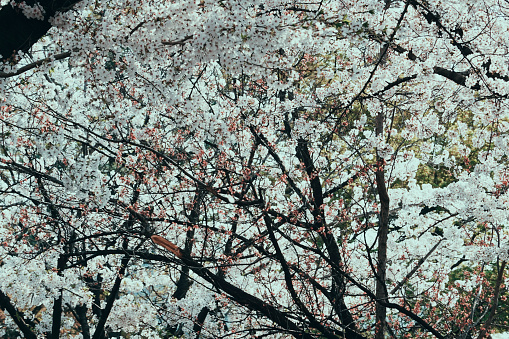 Cherry blossom rain in South Korea, beautiful and romantic in Bukchon Hanok Village.Cherry blossom rain in South Korea, beautiful and romantic in Bukchon Hanok Village