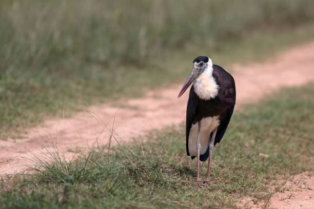 황새 새 : 성인 아시아 털목 황새 또는 아시아 털목 (ciconia episcopus). - freshwater bird animals in the wild feather animal leg 뉴스 사진 이미지