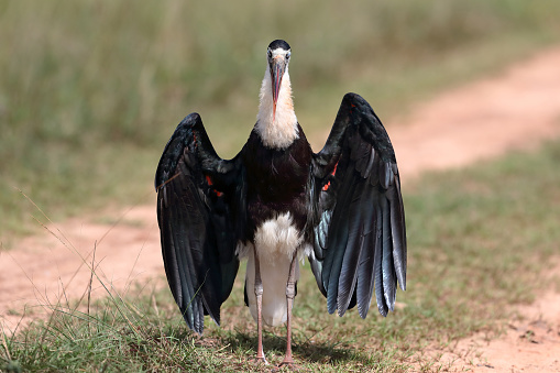 Portrait of beautiful stork, adult Asian woolly-necked stork or Asian woollyneck, low angle view, side shot, in the morning spread wing and flapping  on the ground of agriculture area in nature of tropical dry forest, northeastern Thailand.