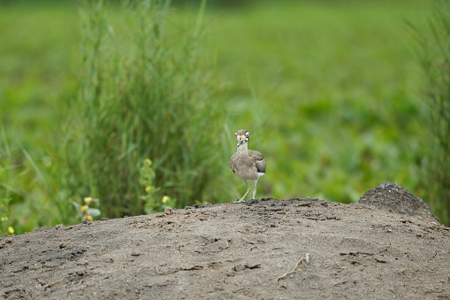 CClosed up bizarre wader bird, adult Great thick-knee, also known as great stone-curlew, low angle view, front shot, in the morning standing on stack soil and foraging on the agricultural field in nature of tropical climate, central Thailand.