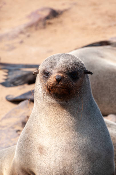 istock Closeup of a seal at cape cross 1482763932