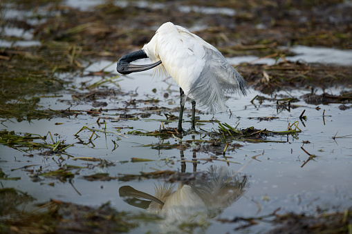 Beautiful wader bird, adult Black-headed ibis, also known as Oriental white ibis, Indian white ibis and Black-necked ibis, low angle view, rear shot, in the morning standing and dressing up on the agriculture field covered with mudflat in nature of tropical climate, central Thailand.
